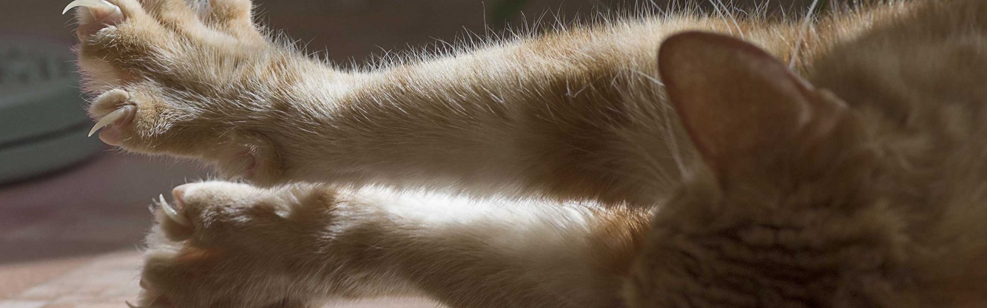 Come proteggere il divano dai gatti? Qualche consiglio